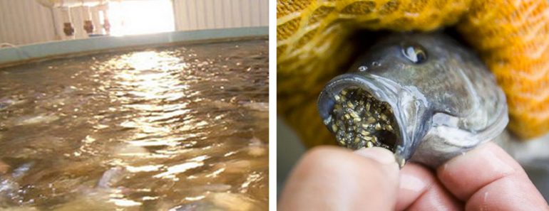 La Tilapia está LLENA de soja, fertilizantes y productos químicos que causan cáncer. Coma ÉSTO en su lugar
