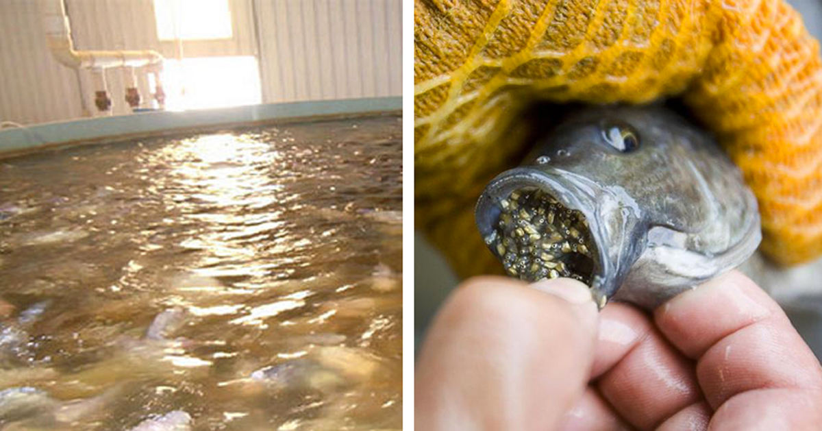 La Tilapia está LLENA de soja, fertilizantes y productos químicos que