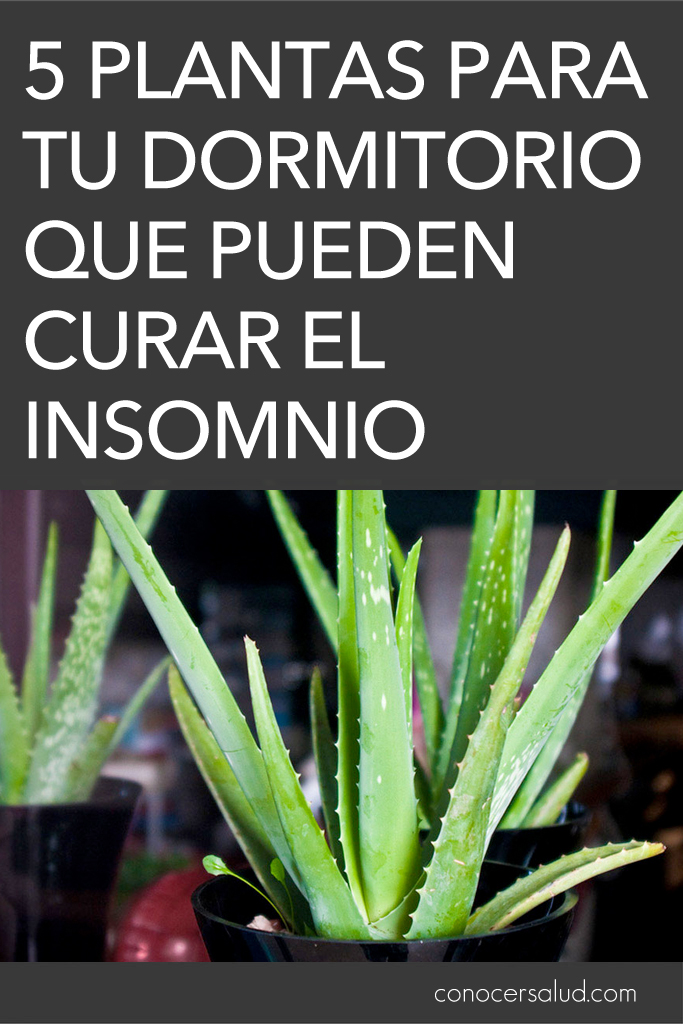 5 plantas para tu dormitorio que pueden curar el insomnio