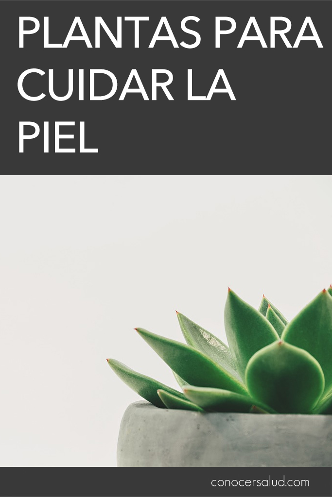 Plantas para cuidar la piel