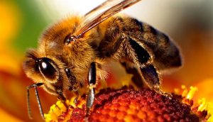 ¡Gran descubrimiento! El veneno de la abeja destruye el virus de inmunodeficiencia humana (VIH / SIDA)