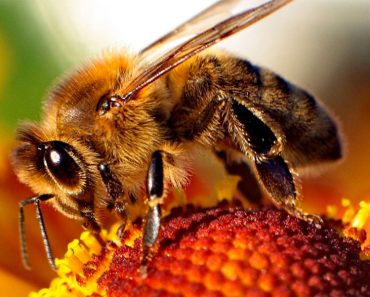 ¡Gran descubrimiento! El veneno de la abeja destruye el virus de inmunodeficiencia humana (VIH / SIDA)