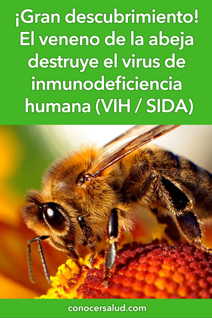 ¡Gran descubrimiento! El veneno de la abeja destruye el virus de inmunodeficiencia humana (VIH / SIDA)