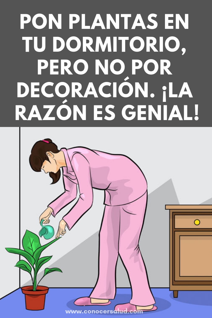 Pon plantas en tu dormitorio, pero no por decoración. ¡La razón es verdaderamente genial!