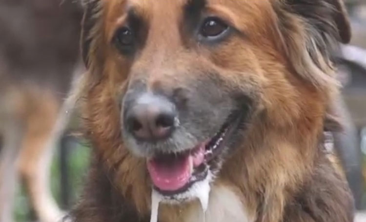 Los médicos están instando a no dejar que tu perro te lama. Esta es la razón