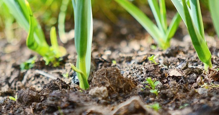 NO COMPRES AJOS. Mira está guía paso a paso para tener una fuente interminable de ajo en casa