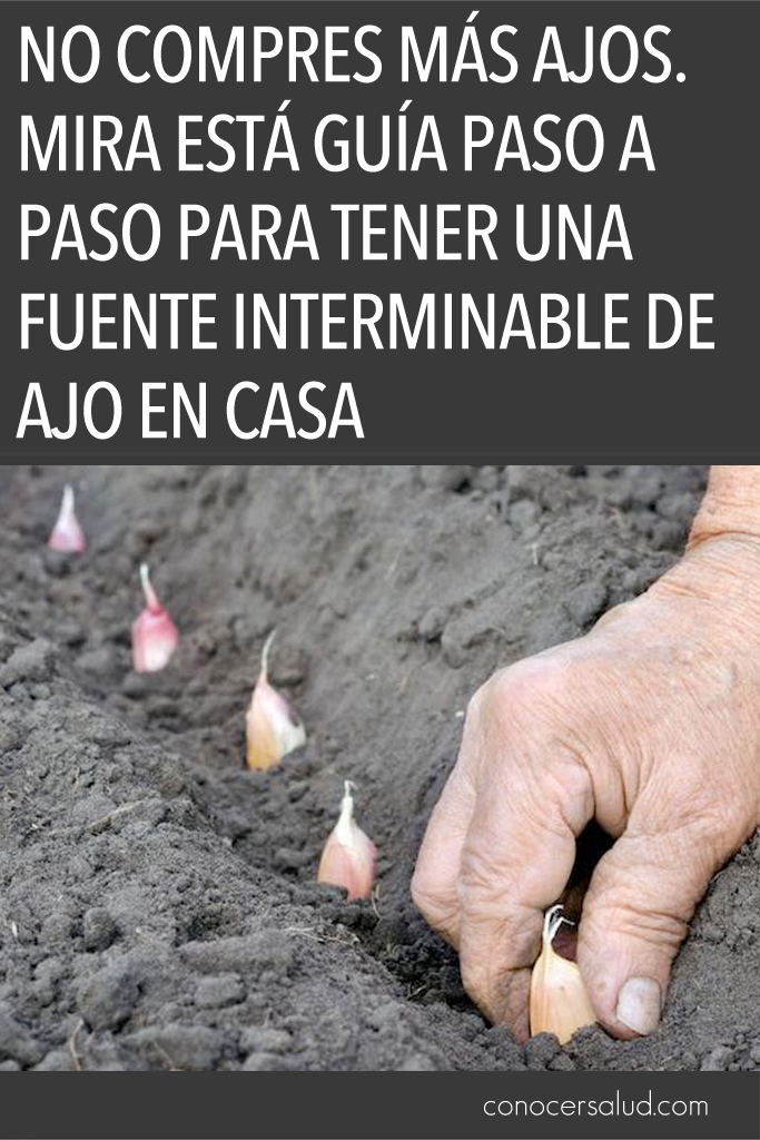 NO COMPRES AJOS. Mira está guía paso a paso para tener una fuente interminable de ajo en casa