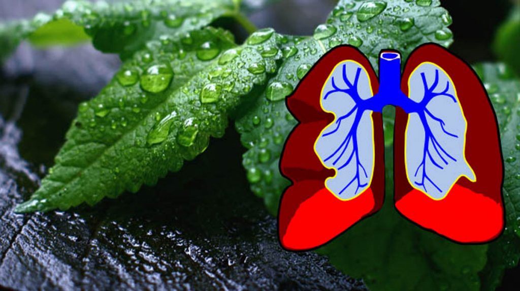 8 hierbas que eliminan el moco, combaten las infecciones y ayudan a reparar sus pulmones