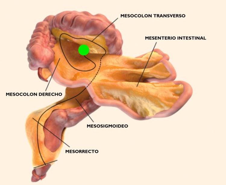 ¡Sorpresa! Los científicos descubren un nuevo órgano en el cuerpo humano