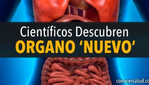 ¡Sorpresa! Los científicos descubren un nuevo órgano en el cuerpo humano