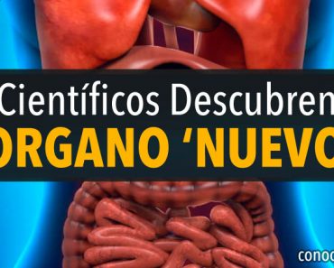 ¡Sorpresa! Los científicos descubren un nuevo órgano en el cuerpo humano