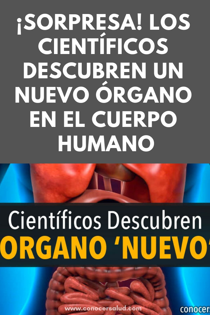 ¡Sorpresa! Los científicos descubren un nuevo órgano en el cuerpo humano