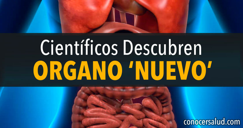 ¡Sorpresa! Los científicos descubren un nuevo órgano en el cuerpo humano