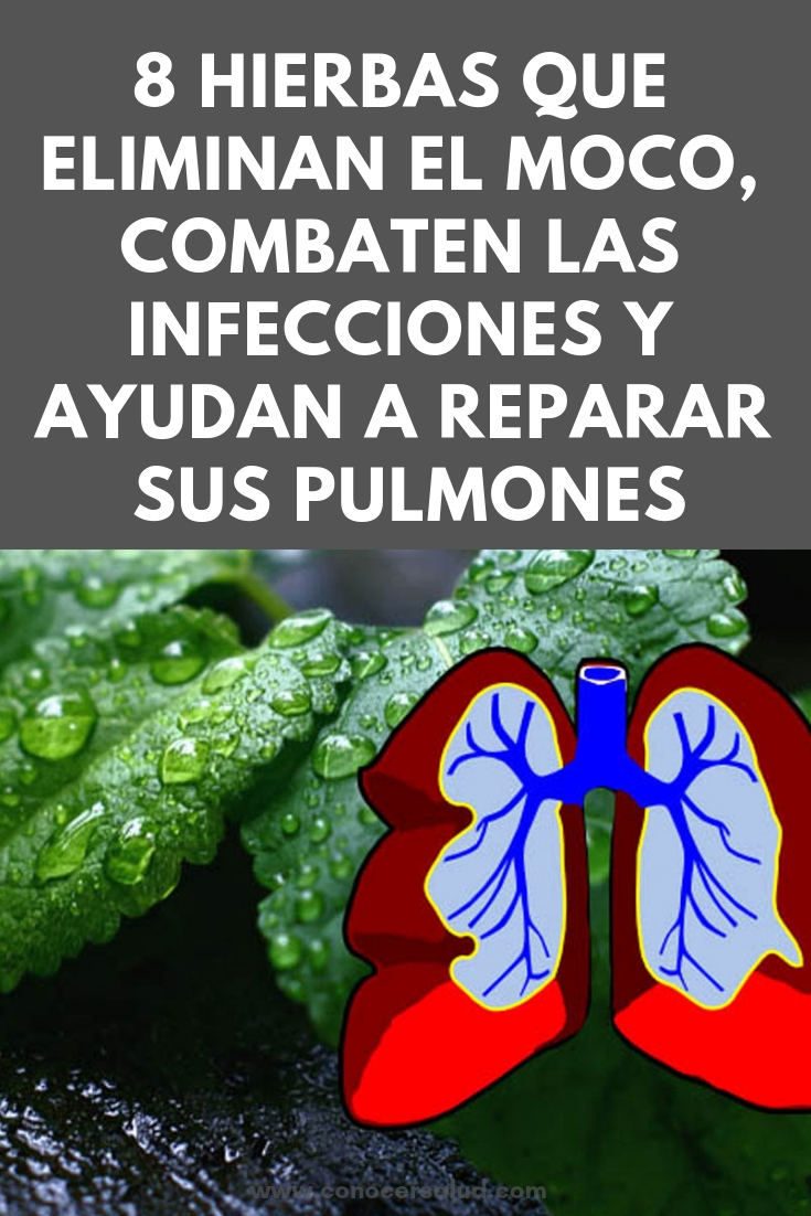 8 hierbas que eliminan el moco, combaten las infecciones y ayudan a reparar sus pulmones