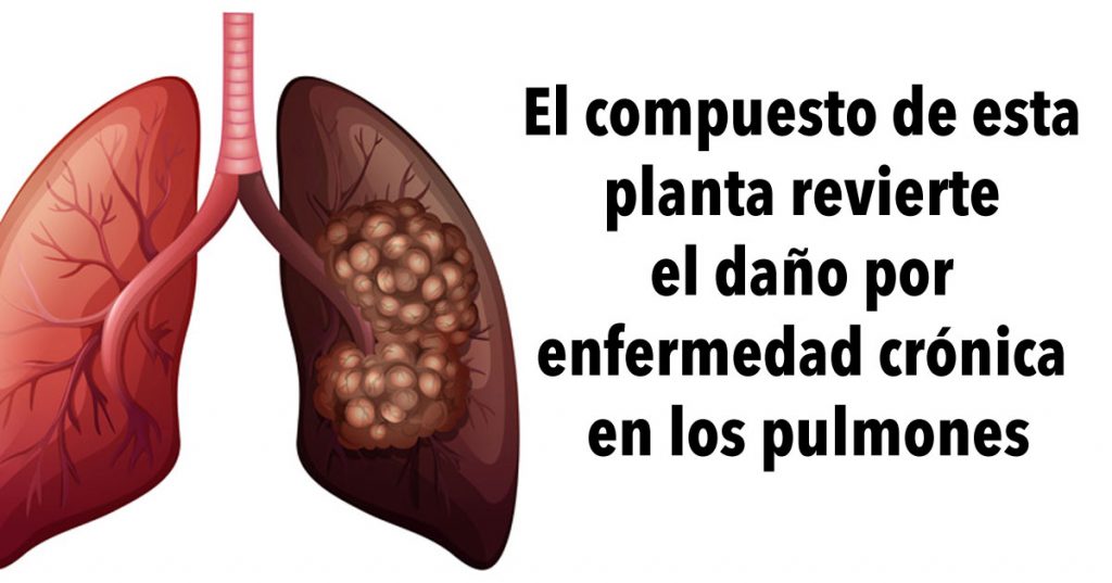 El compuesto de esta planta revierte el daño por enfermedad crónica en los pulmones, de acuerdo con una investigación