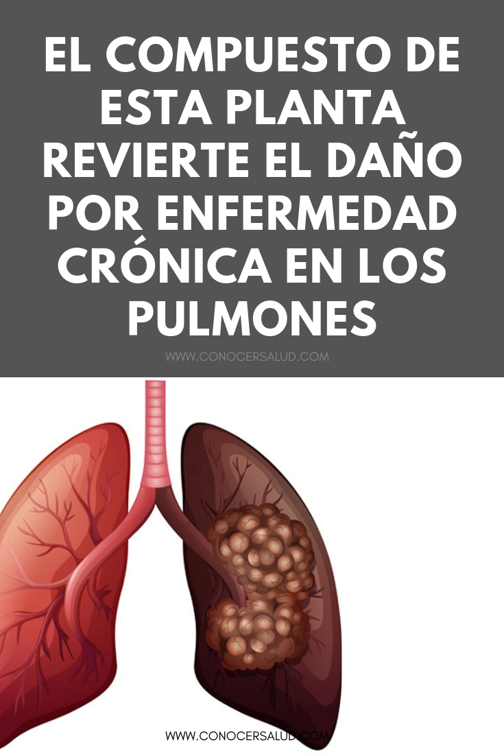 El compuesto de esta planta revierte el daño por enfermedad crónica en los pulmones, según una investigación