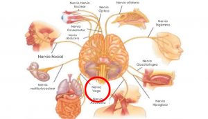 Estimulación del nervio vago: Cómo estimular el nervio vago