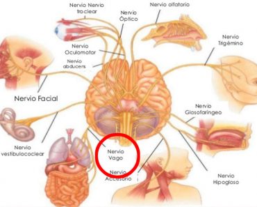 Estimulación del nervio vago: Cómo estimular el nervio vago