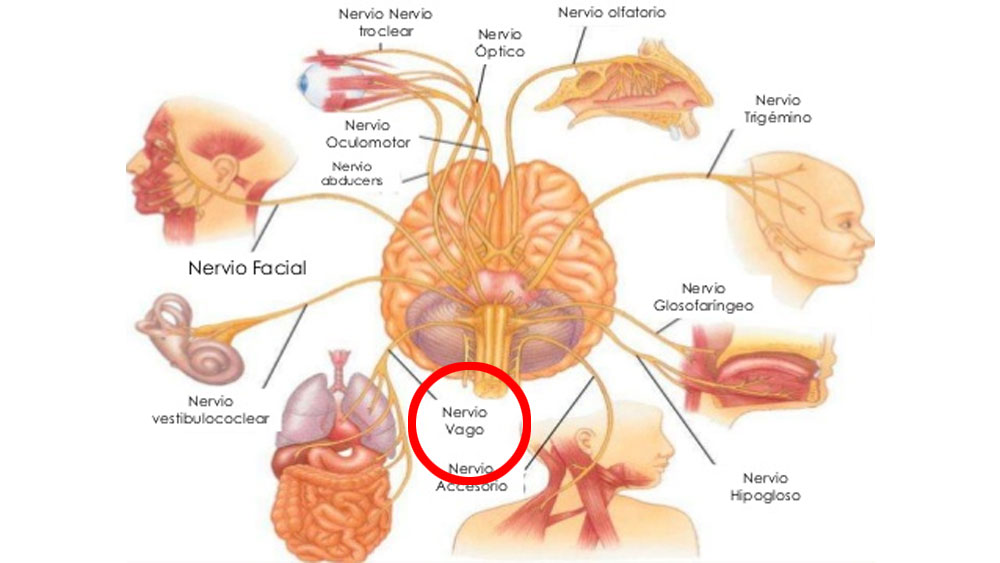 Estimulación del nervio vago: Cómo estimular el nervio vago