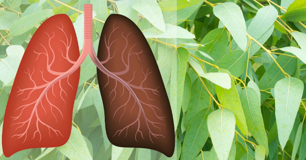 9 Plantas y hierbas que reparan daños pulmonares, combaten las infecciones y aumentan la salud pulmonar