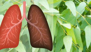 9 Plantas y hierbas que reparan daños pulmonares, combaten las infecciones y aumentan la salud pulmonar