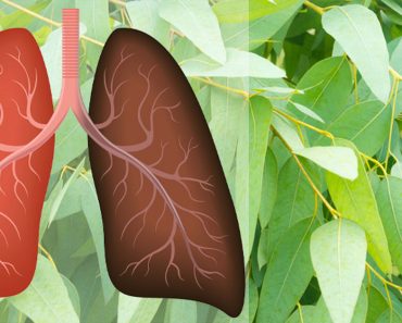 9 Plantas y hierbas que reparan daños pulmonares, combaten las infecciones y aumentan la salud pulmonar