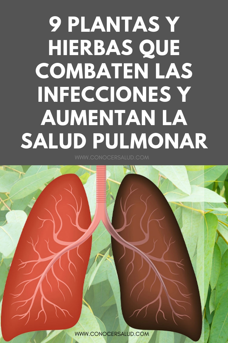 9 Plantas y hierbas que combaten las infecciones y aumentan la salud pulmonar