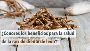 ¿Conoces los beneficios para la salud de la raíz de diente de león?