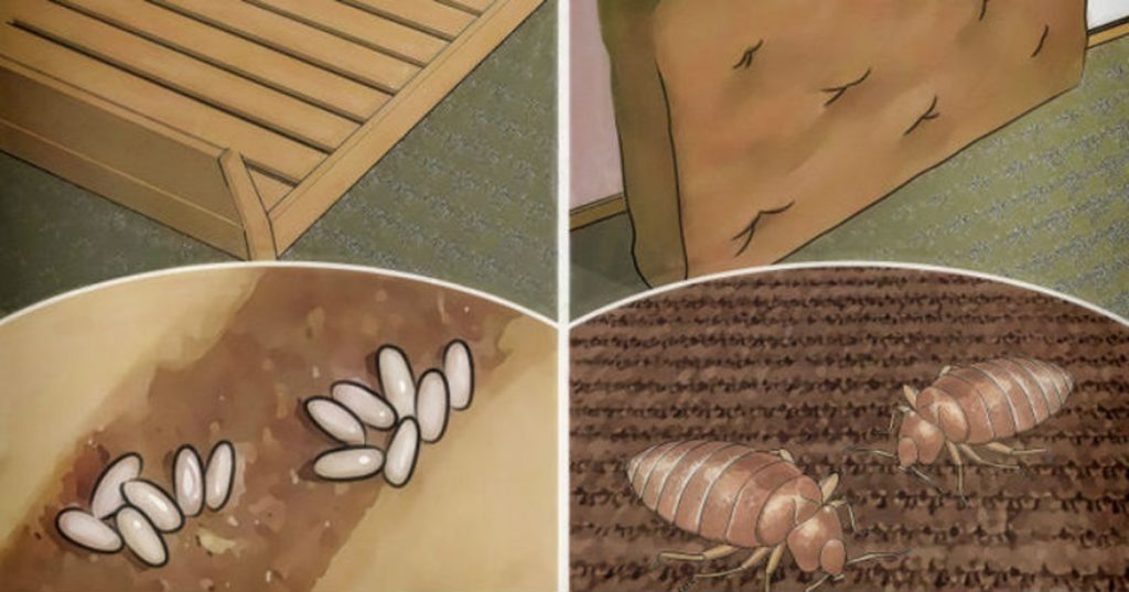 Su cama está llena de insectos que pueden dañar los pulmones: sí puede acabar con ellos rápidamente