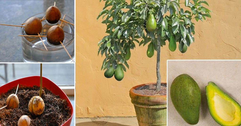 Deja de comprar aguacates. Así es cómo se puede cultivar un árbol de aguacate en una maceta pequeña en casa