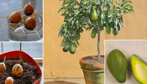 Deja de comprar aguacates. Así es cómo se puede cultivar un árbol de aguacate en una maceta pequeña en casa