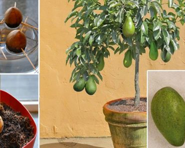 Deja de comprar aguacates. Así es cómo se puede cultivar un árbol de aguacate en una maceta pequeña en casa