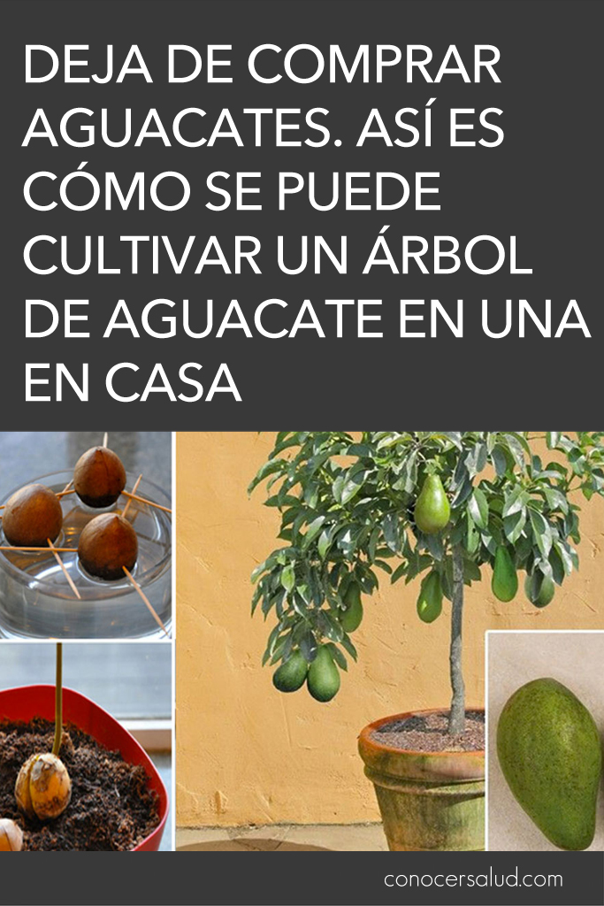 Deja de comprar aguacates. Así es cómo se puede cultivar un árbol de aguacate en una maceta pequeña en casa