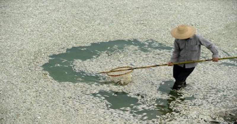 La comida orgánica de China se encuentra muy contaminada. Conozca las razones y cómo evitarla