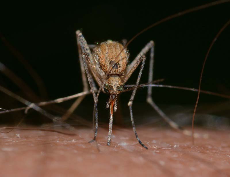 Si obtienes suficiente de esta vitamina todos los días, no te picarán los mosquitos