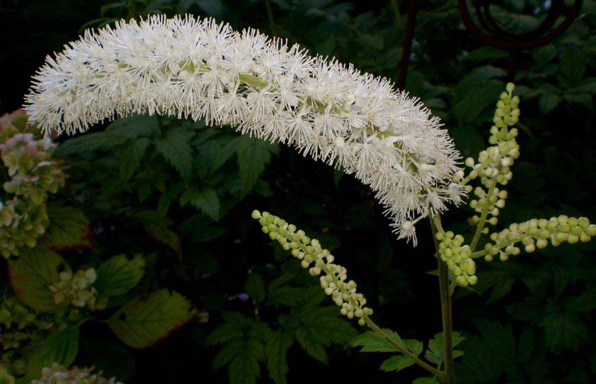 10 plantas que le ayudarán a dejar de fumar HOY