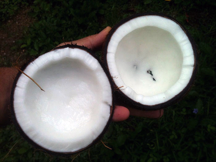 Cómo cocinar el arroz con aceite de coco para QUEMAR más grasa y absorber la MITAD de calorías