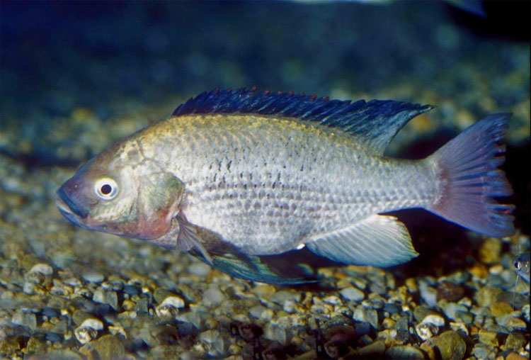 La Tilapia está LLENA de soja, fertilizantes y productos químicos que causan cáncer. Coma ÉSTO en su lugar