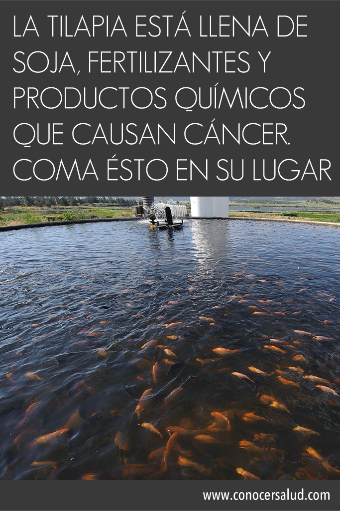 La Tilapia está LLENA de soja, fertilizantes y productos químicos que causan cáncer. Coma ÉSTO en su lugar