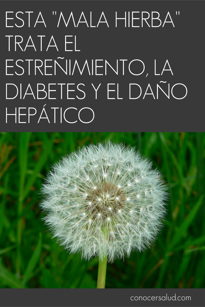 Esta "mala hierba" trata el estreñimiento, la diabetes y el daño hepático