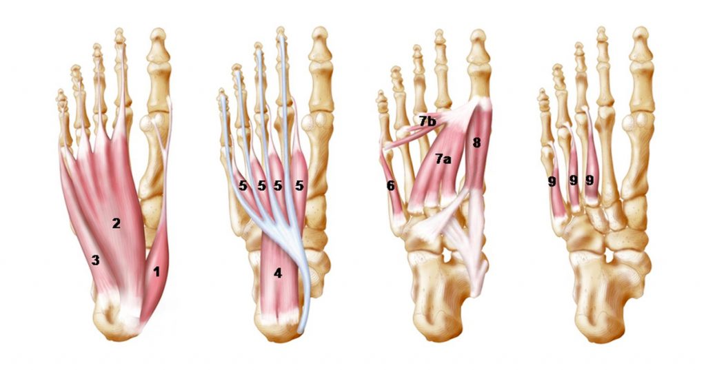 5 EJERCICIOS DE PIES PARA AYUDAR A ALIVIAR EL DOLOR DE ESPALDA, CADERA Y RODILLA EN 20 MINUTOS O MENOS