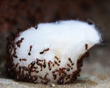 Exterminador revela un secreto genial: nunca verá hormigas en su casa de nuevo