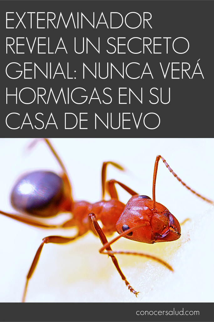 Exterminador revela un secreto genial: nunca verá hormigas en su casa de nuevo