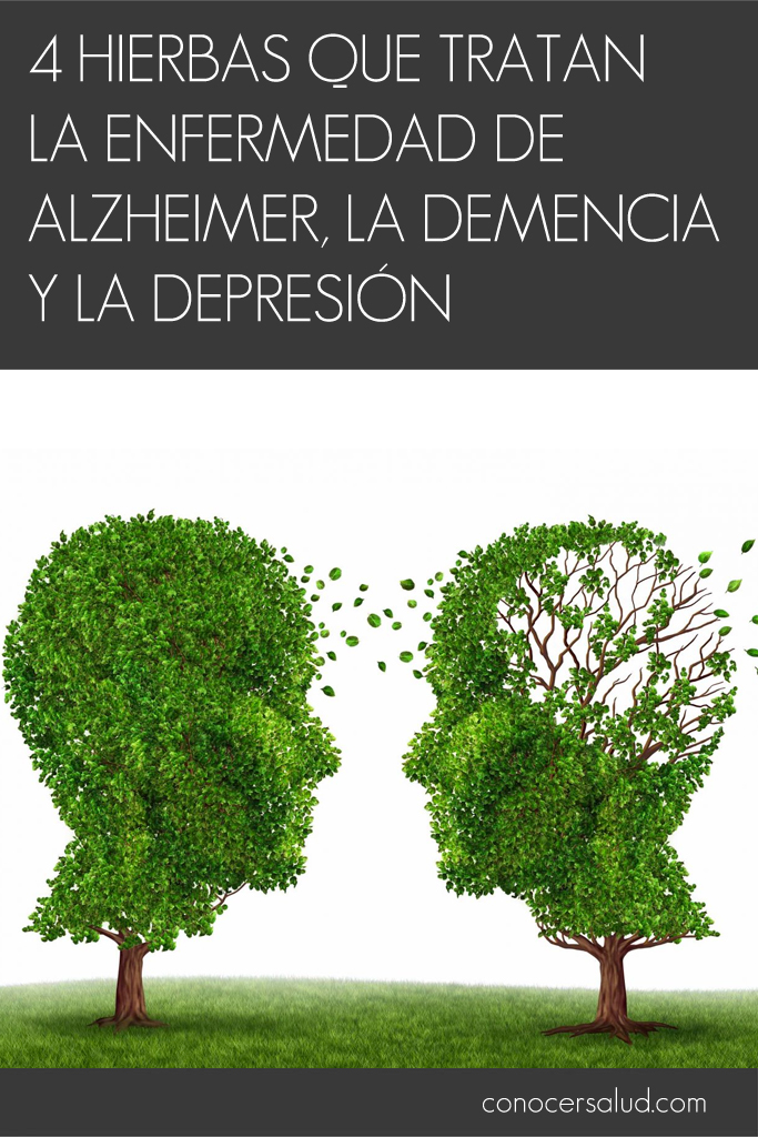 4 hierbas que tratan la enfermedad de Alzheimer, la demencia y la depresión