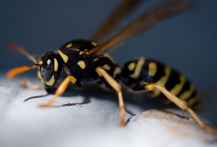 Identificando y diferenciando entre picaduras de insectos y mordeduras de arañas