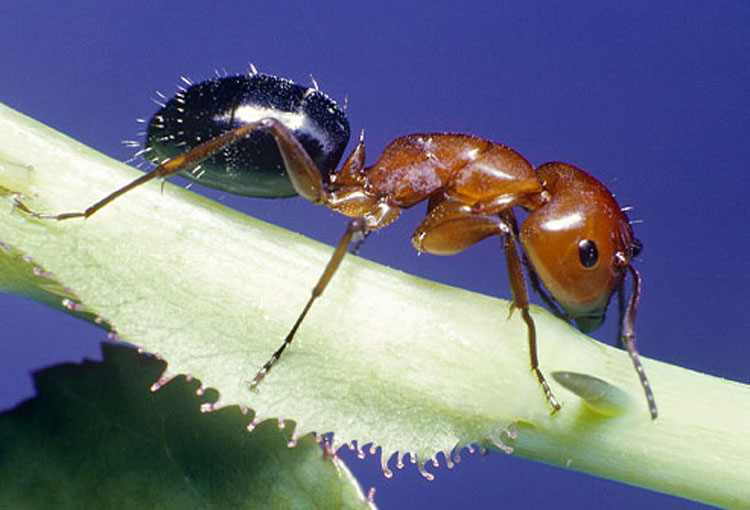 Identificando y diferenciando entre picaduras de insectos y mordeduras de arañas