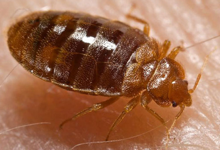 Identificando y diferenciando entre picaduras de insectos y mordeduras de arañas