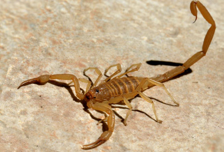 Identificando y diferenciando entre picaduras de insectos y mordeduras de arañas