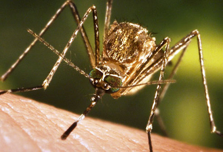 Identificando y diferenciando entre picaduras de insectos y mordeduras de arañas