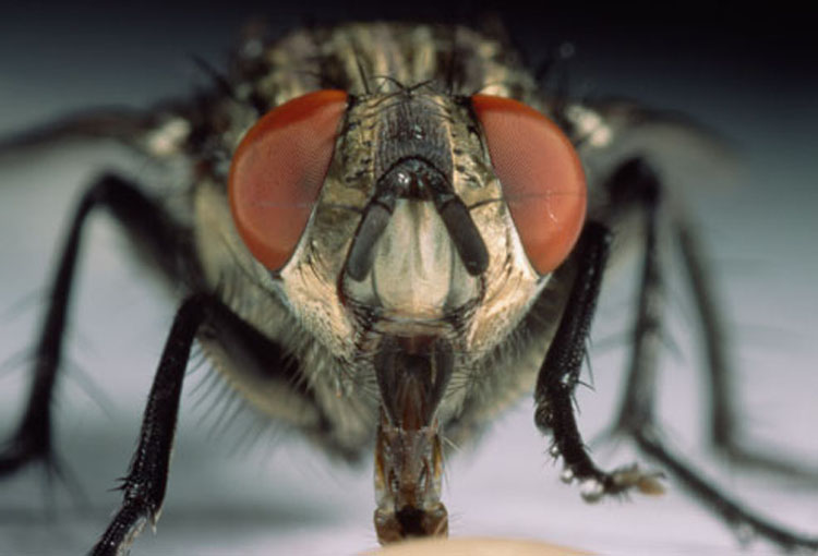 Identificando y diferenciando entre picaduras de insectos y mordeduras de arañas